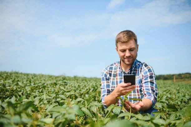 一位农民正在检查一片绿色的大豆田。收获的概念图片下载