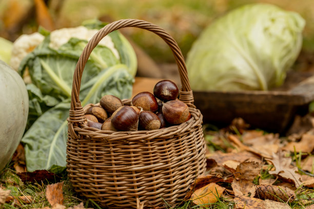 近距离的栗子收获在柳条篮秋天的心情图片下载
