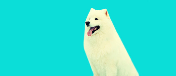 蓝色背景上快乐的年轻白色萨摩耶犬肖像图片下载