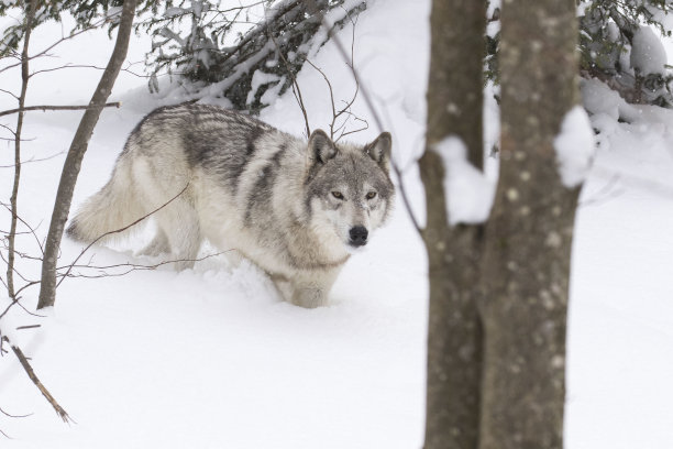 灰太狼图片下载