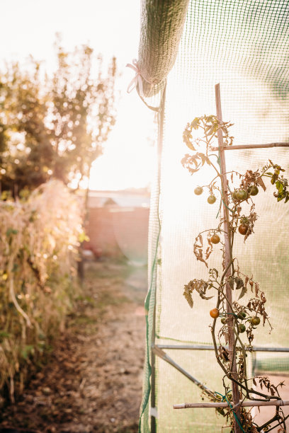 日落时分，在自家后院的菜园里种植的西红柿。没有人。自给自足概念图片下载