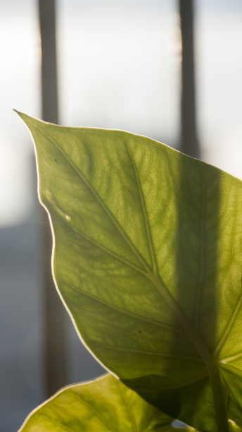 背光下的绿叶神经图片下载