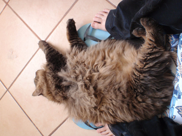 毛茸茸的大肚子图片下载