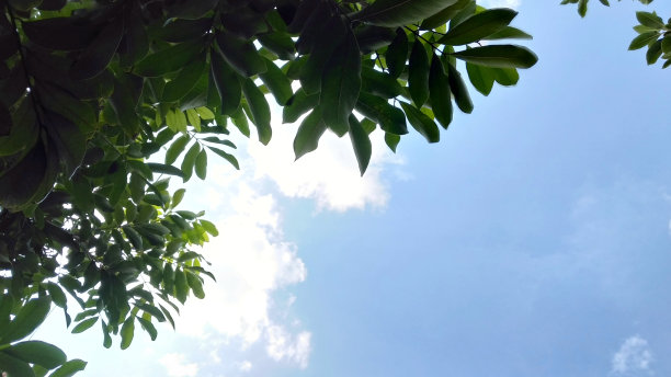 多云的蓝天配上桂圆叶图片下载