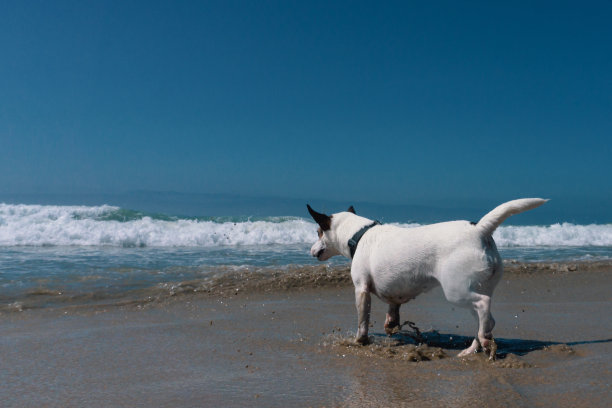 狗在海滩上散步图片下载