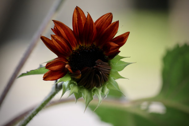 红向日葵半开花图片下载