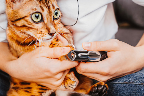 女人在剪猫的爪子。剪掉家猫的爪子。关闭了。修剪猫的指甲。凯特去修指甲了。图片下载