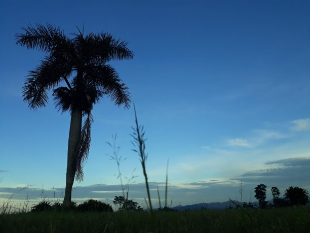 清晨棕榈树的剪影，身后是蓝天图片下载