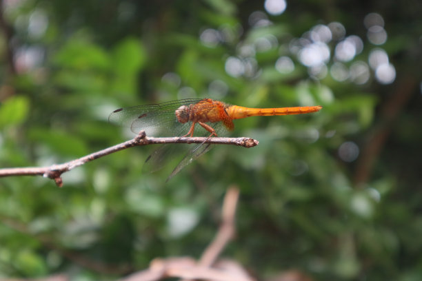 蜻蜓图片下载