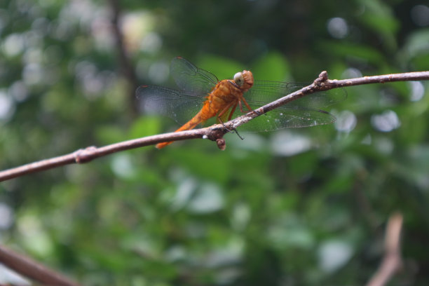 蜻蜓图片下载