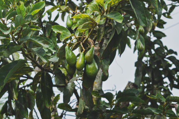 鳄梨果实图片下载