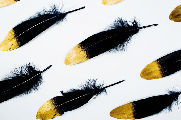 横幅。时尚的黑色和金色羽毛。图案与黑色羽毛在孤立的白色背景。从高处俯瞰。断然。图片下载