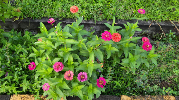 秘鲁百日菊 1图片下载