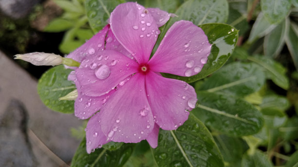 粉红色的玫瑰Catharanthus图片下载