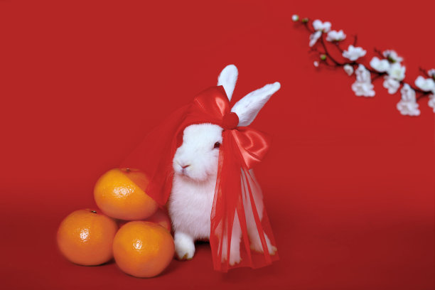 2023年农历新年快乐，可爱的小白兔兔戴着红色蝴蝶结，红色背景上有橘红色和梅花花，吉祥符号物品东方亚洲风格。图片下载