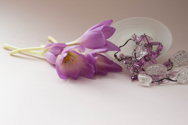 美丽新鲜的番红花。优雅的紫色花朵装饰项链在粉红色的背景。图片下载