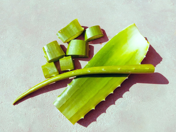 片芦荟植物叶子和堆叠真-芦荟多肉植物岬-芦荟巴巴多斯-芦荟库拉索-芦荟中国-芦荟天仙科gwar patha叶子巴巴多斯近距离查看图像照片图片下载