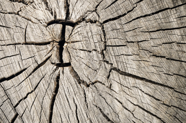 削减树桩图片下载