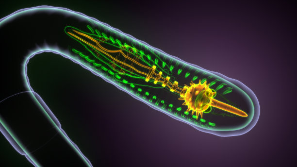 蚯蚓解剖的3d插图图片下载