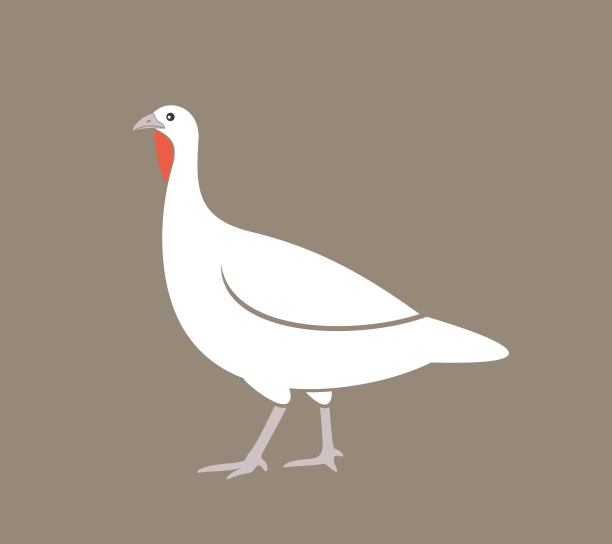 土耳其的标志。白色背景上孤立的火鸡。鸟图片下载