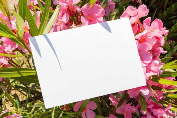 平面卡上的热带花卉外的网页背景设计。白色隔离背景。抽象的景观背景。节日快乐。网页横幅模板。自然美景。图片下载