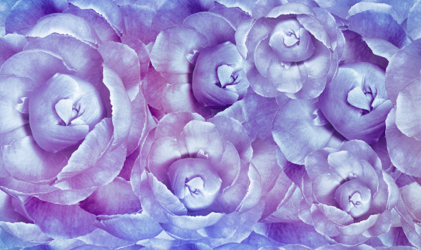 无缝花卉背景。花蓝紫色牡丹，花瓣牡丹。关闭了。图片下载
