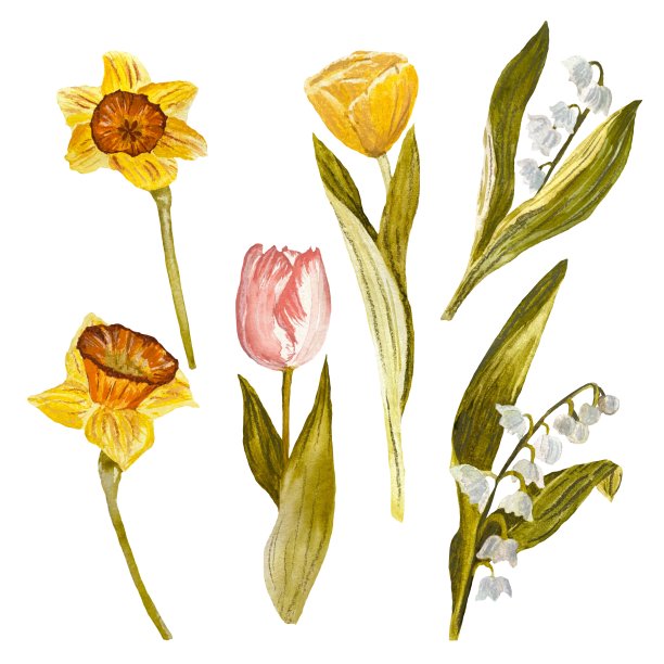 花郁金香雪莲水仙素描水彩画图片下载