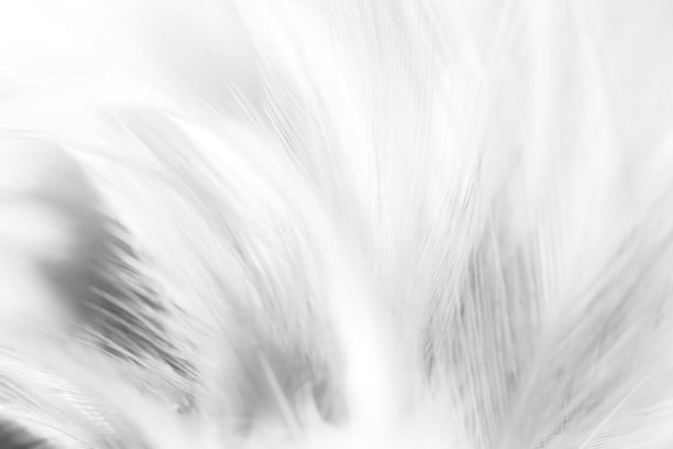 白色宏羽纹理，波西米亚波西米亚复古风格潮流色彩羽纹理背景图片下载