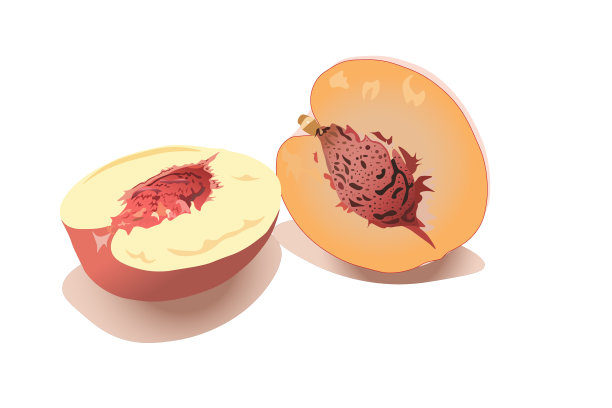 桃切孤立在白色背景。向量,插图图片下载