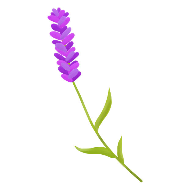 薰衣草花束花自然花说明草药香气图片下载