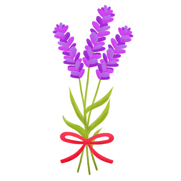 薰衣草花束花自然花说明草药香气图片下载