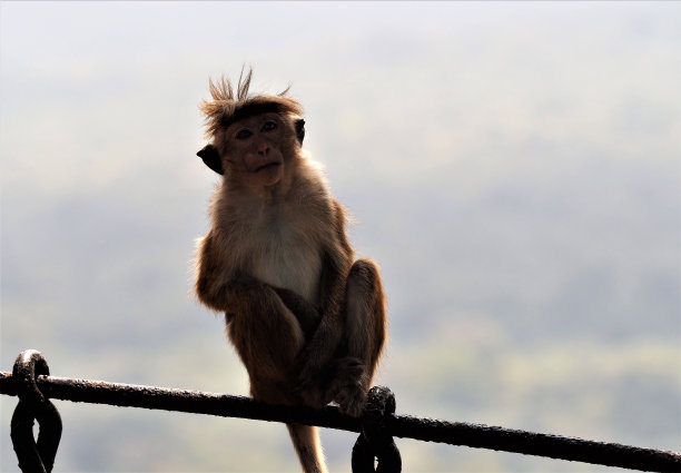 头饰的猴子图片下载