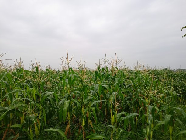 田里的玉米树图片下载