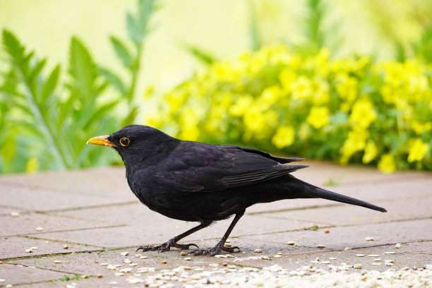 一只画眉在花园的露台上吃种子的特写照片图片下载