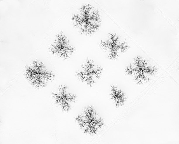 雪中树木的俯视图图片下载