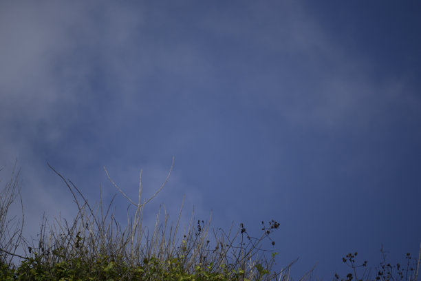 悬崖上的植物图片下载