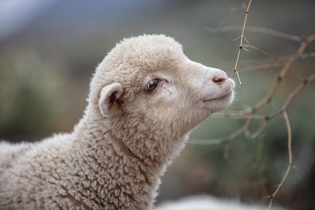 南非美利奴羊毛:美利奴羊图片下载