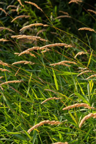 在夏季田野里的金色小穗图片下载