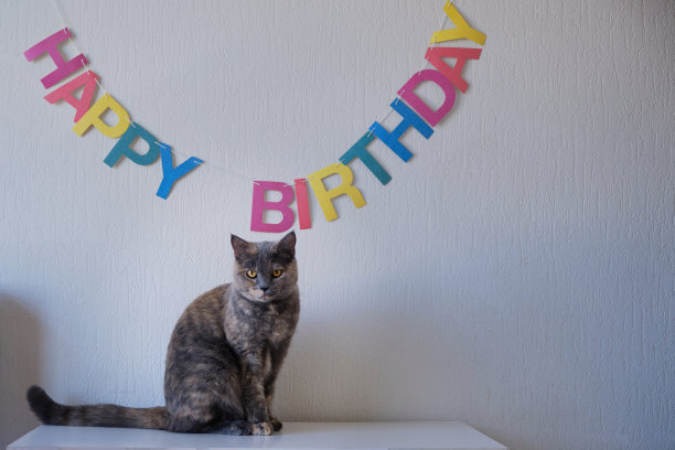 一只灰色的猫坐着看着相机的肖像图片下载