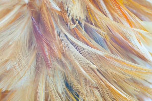 鹰羽毛纹理图案为背景图片下载