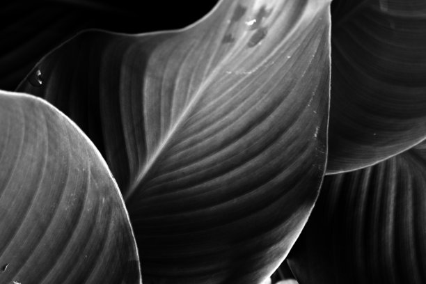 阴影和光明图片下载