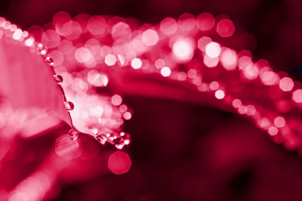 水滴在花上，时髦的颜色——洋红色万岁，2023年的颜色图片下载