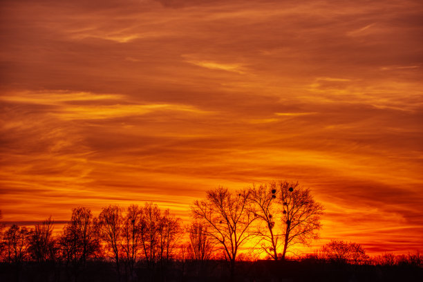 风景如画的日出日落和树木的剪影。深夜从低角度拍摄。图片下载