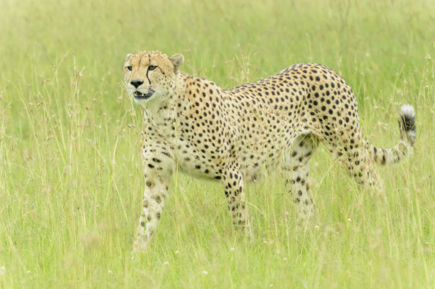 猎豹(Acinonyx jubatus)图片下载