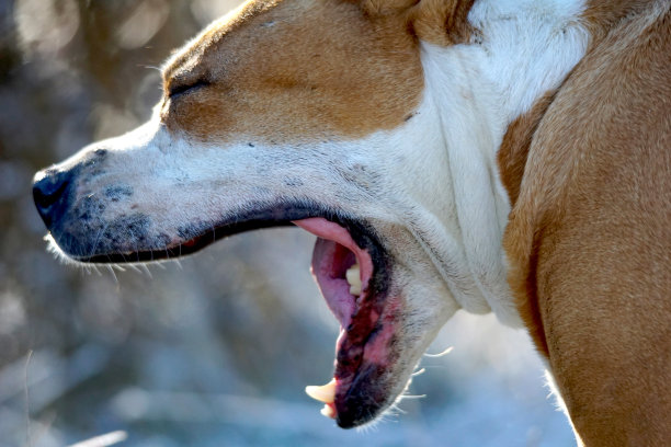 高级职员的宠物狗打哈欠接近的下巴图片下载