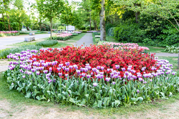 花坛与盛开的郁金香和日本Henomeles图片下载