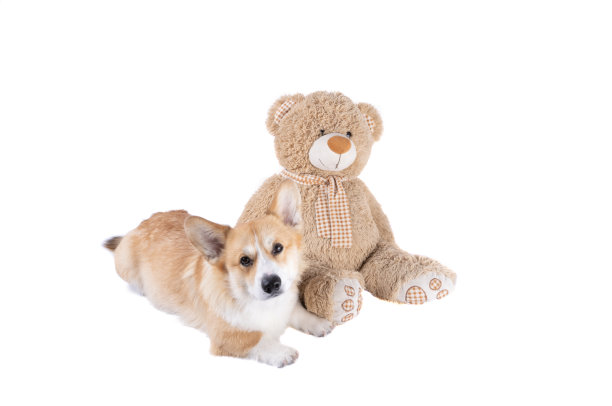 毛绒玩具熊孤立图片下载