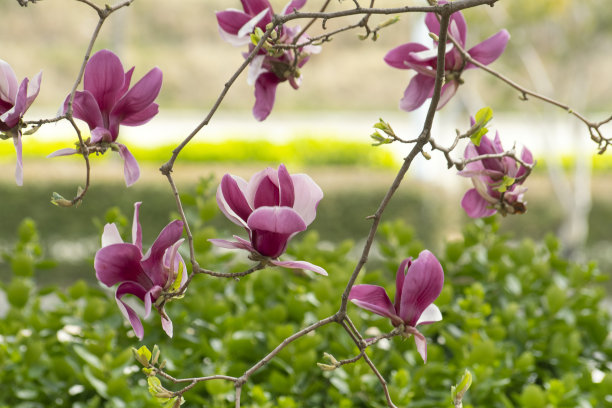 紫色的玉兰花和樱花图片下载