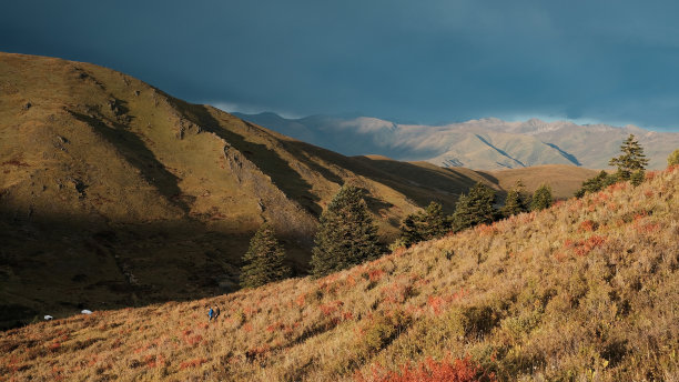 西藏秋天的风景。有树木的丘陵景观。草原上的秋景。草地的阳光和雨前阴沉沉的天空。图片下载