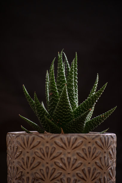 盆栽植物图片下载